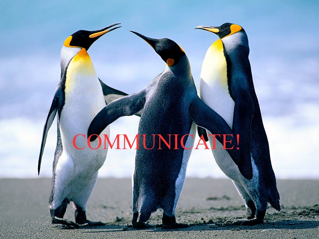 Penguins in a group communicating!