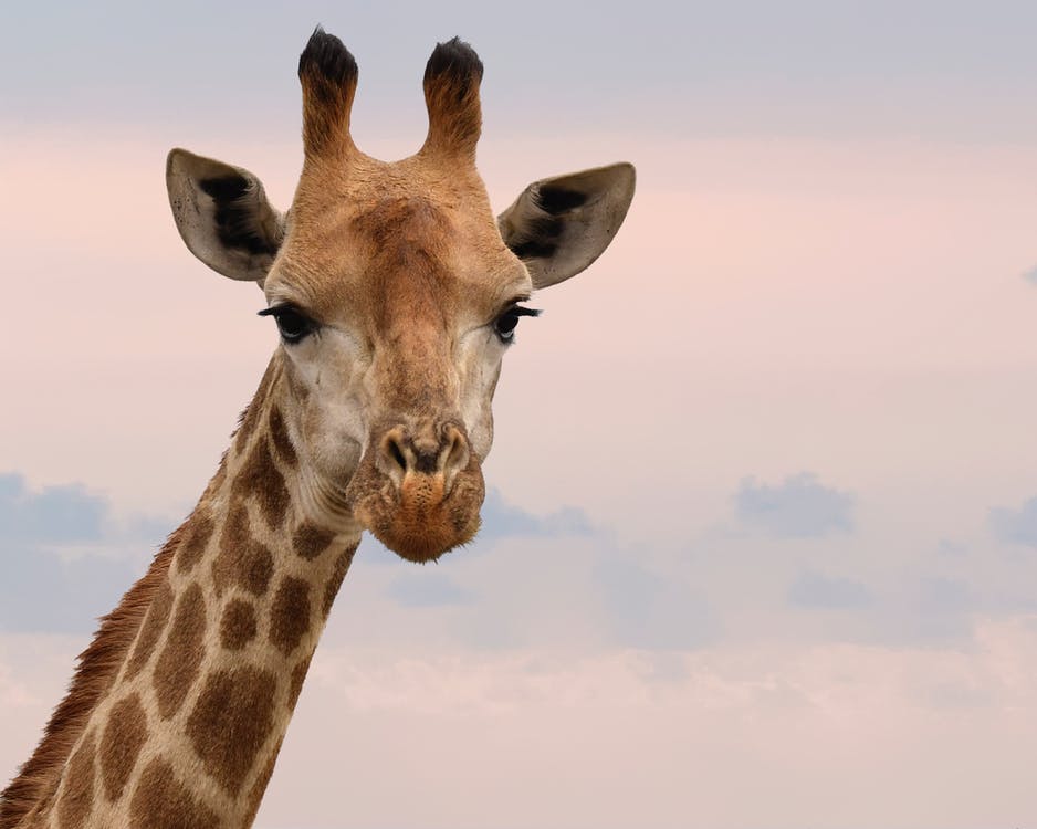 Picture of a giraffe